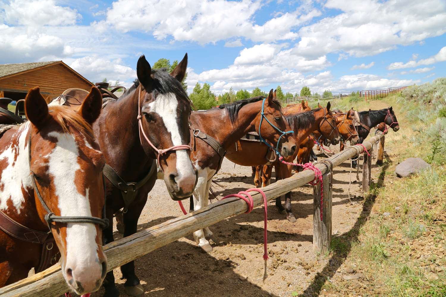 Spring Creek Ranch by null
